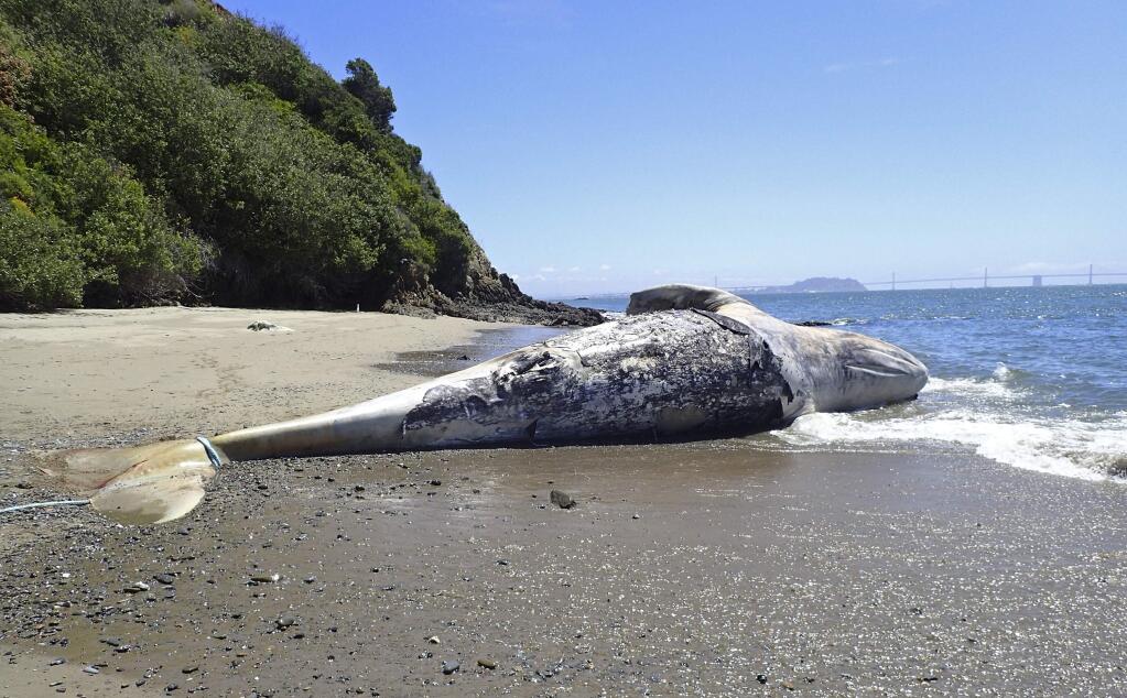 In this Wednesday, May 9, 2018 photo provided by the Marine Mammal Center, is a 44-foot adult female gray whale carcass seen on Sand Springs Beach at Angel Island State Park, Calif. Marine experts say a dead gray whale found in the San Francisco Bay appears to have died from blunt-force trauma from a ship. It's the third gray whale found dead in the San Francisco Bay since March, when a gray whale that died of malnutrition was found on Angel Island. Another died last month after an orca attacked it and it then got entangled in fishers' nets. (The Marine Mammal Center via AP)