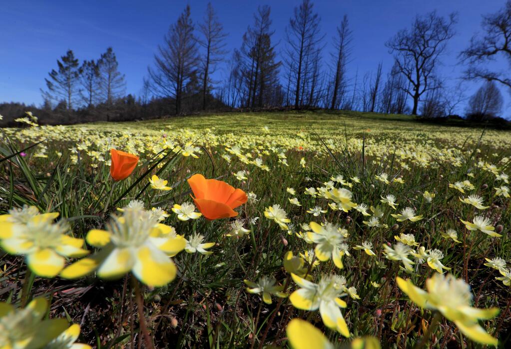 California Poppies join in the colorful cacophony of wildflowers rising from the ashes of the burned landscape at Pepperwood Preserve, Monday, March 26, 2018 near Santa Rosa. (Kent Porter/ Press Democrat)