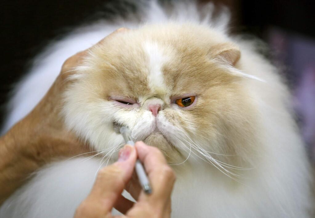 Rock Star, a cream and white Persian, appeared in a Coke commercial on Taylor Swift's shoulder. The Call of the Wild Cat Fanciers Mardi Gras Cat Show at the Sonoma County Fairgrounds. (JOHN BURGESS / The Press Democrat)