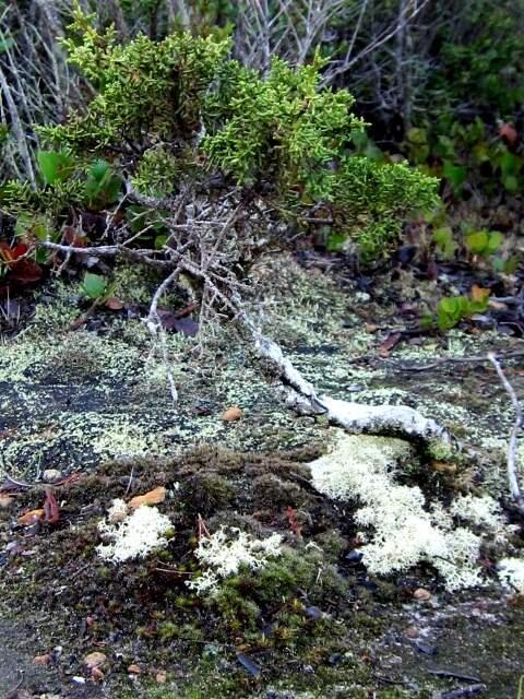 Dwarf pygmy cypress growing with lichens and moss. The harsh soils of the pygmy forests support a unique community, and some plants that grow only here.