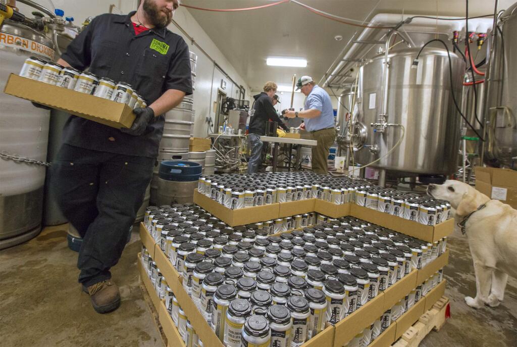 Dan Paddock stacks the cans filled with Subliminal Gold. Sonoma Springs Brewery, on Riverside Drive, spent most of Tuesday, March 28, canning three of its beers - Kolsch, Subliminal Gold IPA and HaziCali North East inspired IPA. The sixteen-ounce cans are now available for purchase in the taproom and at various locations throughout the Bay Area. (Photo by Robbi Pengelly/Index-TribuneO