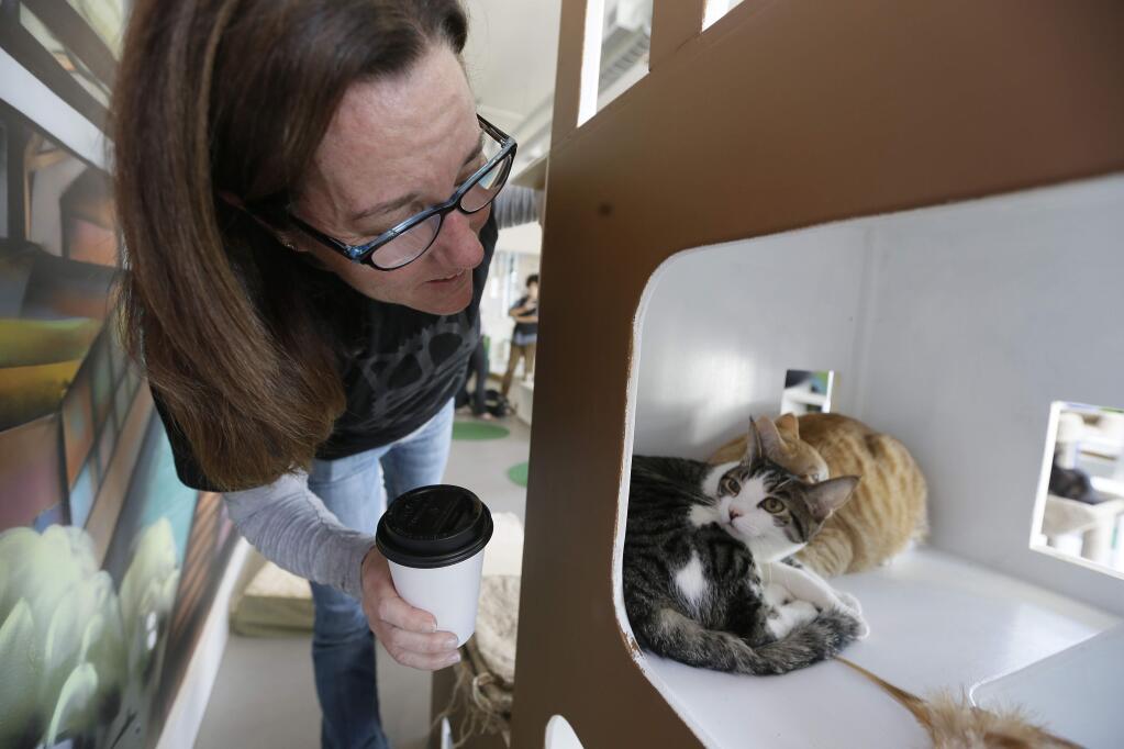 In this photo taken Thursday, Nov. 6, 2014, Dawn Piper moves in to take a closer look at a pair of cats in a tower at the Cat Town Cafe in Oakland, Calif. Pouncing on similar cafe concepts in Asia & Europe, the cafe has become America's first permanent feline-friendly coffee shop. Cafe customers pay to pet cute kitties while sipping on tea or expresso drinks. It allows customers, who may not be able to have cats in their own homes, to enjoy the benefits of furry friends for short times without the responsibility. The animals come from a partnership with a local animal shelter and are also available for adoption. (AP Photo/Eric Risberg)