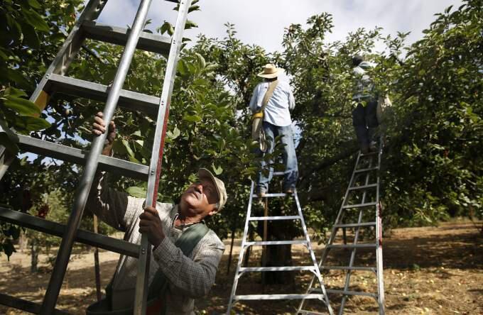 Jesus Sandoval, an employee of Lee Walker Ranch, adjusts his ladder as he picks Gravenstein apples at an orchard in Sebastopol, on Thursday, July 23, 2015. (BETH SCHLANKER / The Press Democrat)