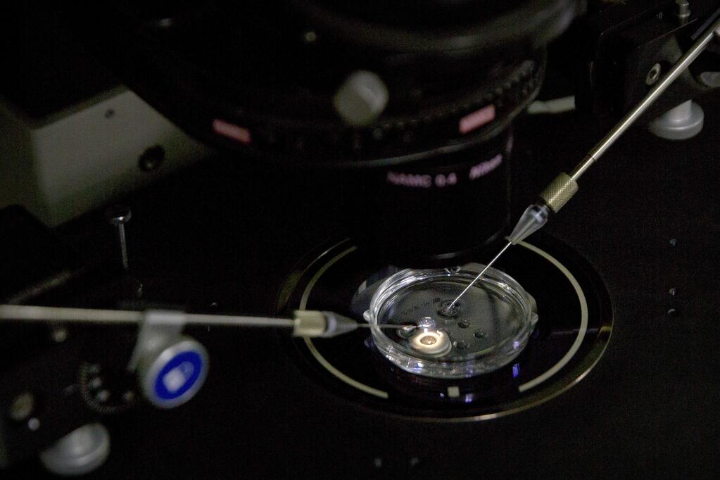 FILE - In this Oct. 9, 2018 file photo, an embryo receives a small dose of Cas9 protein and PCSK9 sgRNA in a sperm injection microscope in a laboratory in Shenzhen in southern China's Guangdong province, during work by scientist He Jiankui's team. On Thursday, Feb. 7, 2019, a Stanford University official said that the school has started a review of interactions that some faculty members had with He, who claims to have helped make gene-edited babies. (AP Photo/Mark Schiefelbein)