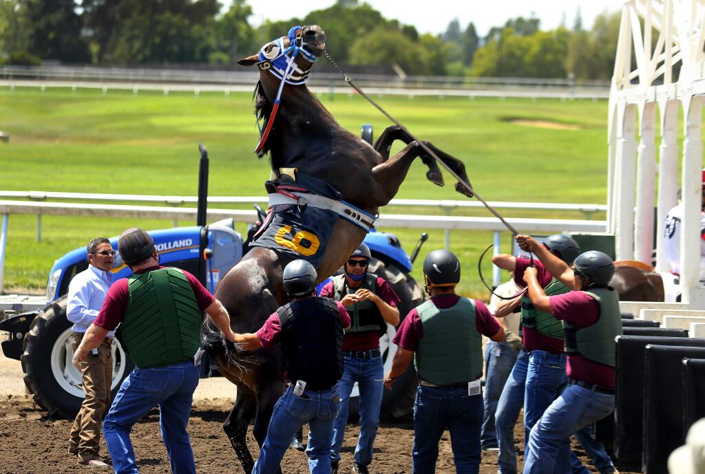Handlers try to control Lie Away, who resisted loading in the gates in the second race on Thursday at the Sonoma County Fairgrounds. (JOHN BURGESS / The Press Democrat)