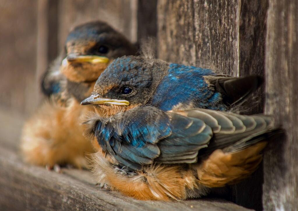 Photos by Craig Tooley / For The Press DemocratBaby birds: Many species, including barn swallows and ospreys, have fledglings during the summer months.