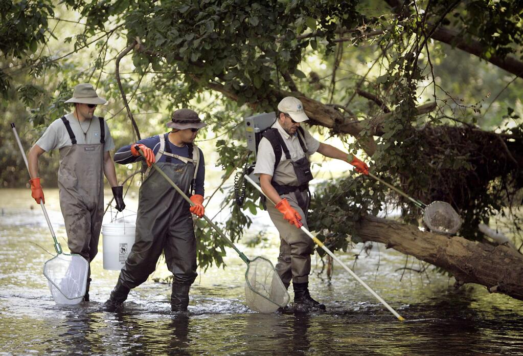 (File photo) Sonoma County Water Agency biologists keep their nets ready for fish stunned by electric current wands during a Dry Creek fish survey. (John Burgess / Press Democrat)