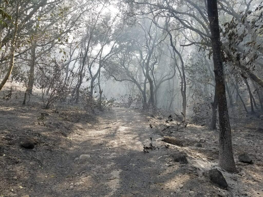 A sunlit path winds through a high-severity burn area in Glen Ellen's Bouverie Preserve. The path is covered with ash thick enough to take footprints, following the October fires that swept through the Sonoma Valley. (Sasha Berleman/ACR)