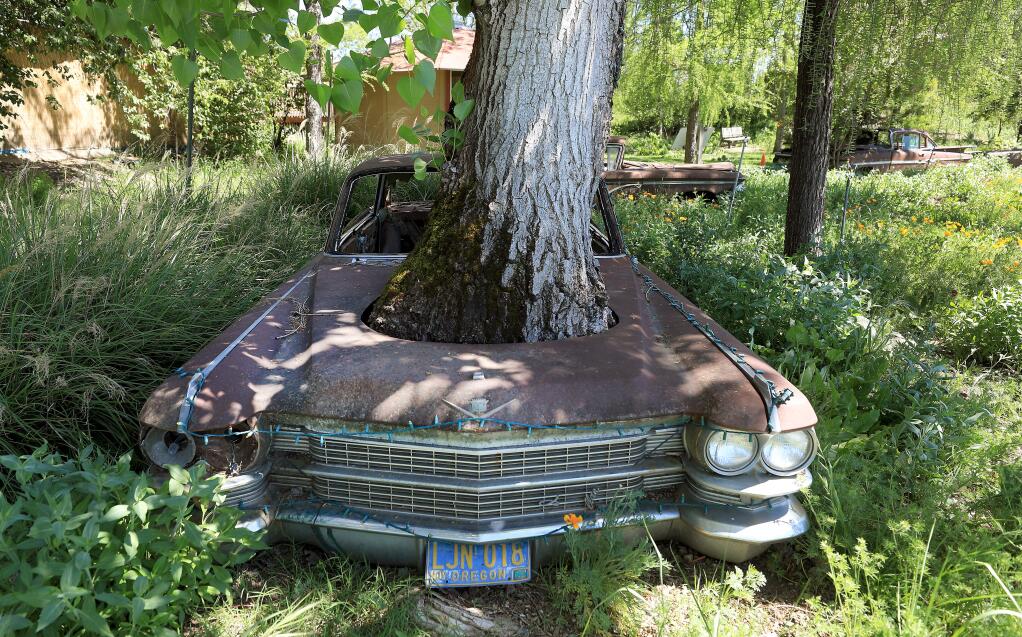 Trees were planted under 20th century cars at the 12-acre Solar Living Institute, Wednesday, April 24, 2019, when it first opened in Hopland. (KENT PORTER/ PD)