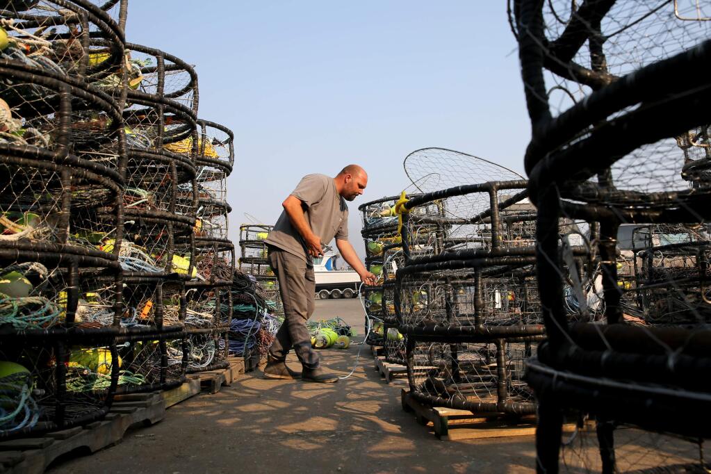Nick Hofland prepares the crab pots at Spud Point Marina on Monday, November 12, 2018 in Bodega Bay, California . State fishing regulators have issued a second delay in the commercial crab season stretching north from Sonoma-Mendocino county line. (BETH SCHLANKER/The Press Democrat)