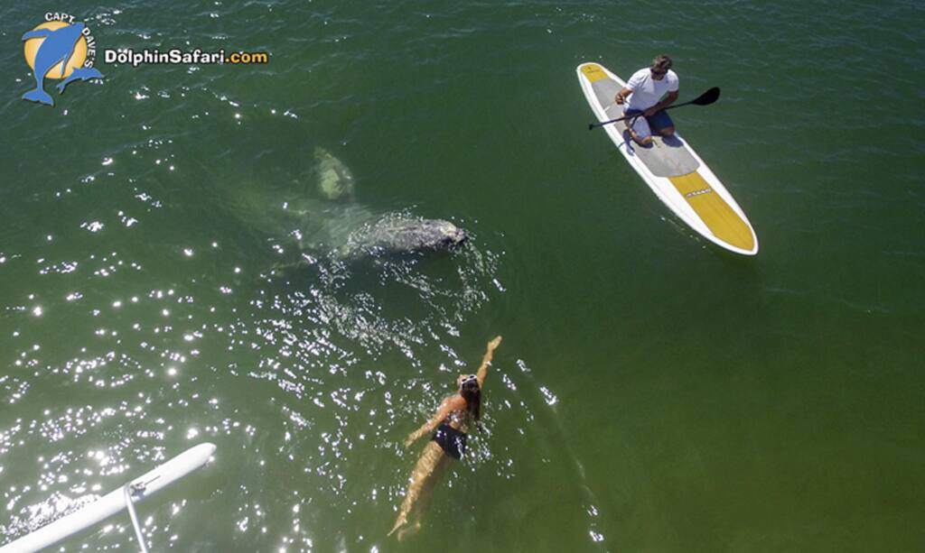 This aerial photo provided by DolphinSafari.com shows a baby gray whale in Dana Point Harbor, seen during Captain Dave's Dolphin and Whale Watching Safari in Dana Point, Calif., Tuesday, Aug. 8, 2017. The whale, about 15 to 18 feet long, swam into a shallow children's area called Baby Beach and circled a pier. Kayakers were able to get within a few feet of the animal, which at one point swam under paddle boarders. (Domenic Biagini/DolphinSafari.com via AP)