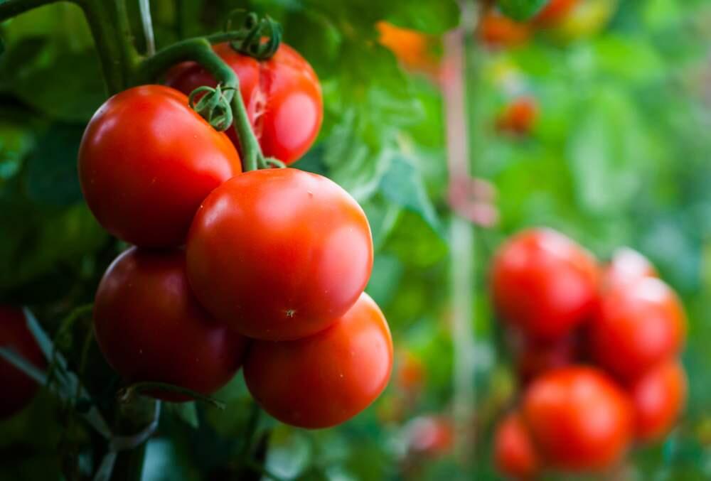 Tomatoes originate from South America. The Spanish brought them to Europe in the early 16th century. Today, garden-grown heirlooms are ideal; store-bought hybrids lack essential flavors.