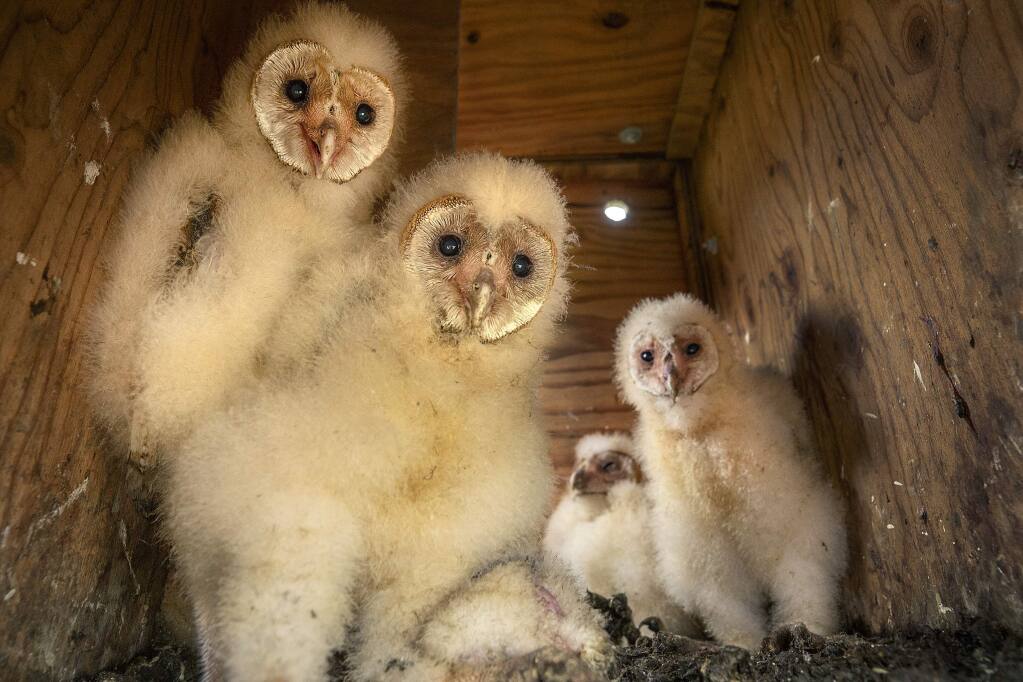 Members of the Wildlife Rescue's Barn Owl Management Project introduced a foster owl, second from right, into an established family on a vineyard property in Sonoma County. The owls reduce rodent populations, bringing up to 25 gophers back to the nesting box each night. (photo by John Burgess/The Press Democrat)