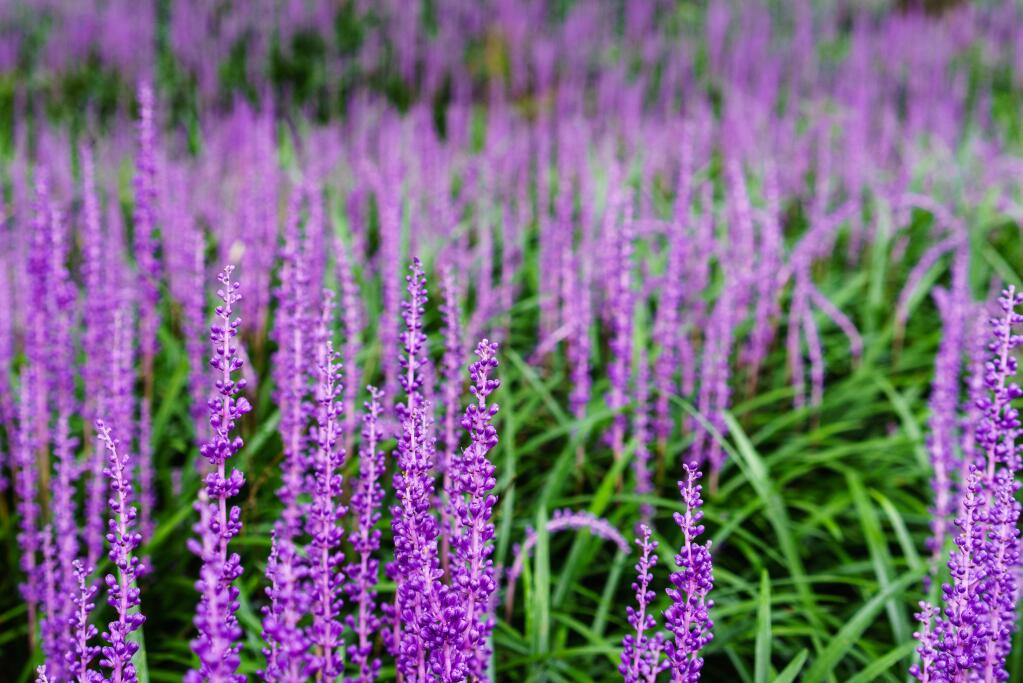 Big Blue Lilyturf (Liriope muscari ‘Big Blue') is a very useful plant for dry, bright to light shade areas. The plants make one-foot-wide clumps of long, grass-like leaves. In late summer, the clumps send up narrow spires of violet flowers. A massed planting makes quite a striking show.