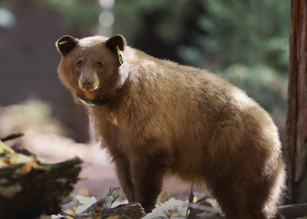 This Nov. 1, 2016 photo provided by Drew Wharton shows a female black bear wearing GPS collar in Yosemite National Park. Rangers on Monday, April 3, 2017, unveiled a website that allows anybody around the world to track the movement of the park's iconic black bears. Bears are fitted with GPS collars that ping their location from a satellite onto the website, which rangers hope will educate the public about bears and ultimately protect them from harm. (Drew Wharton via AP)