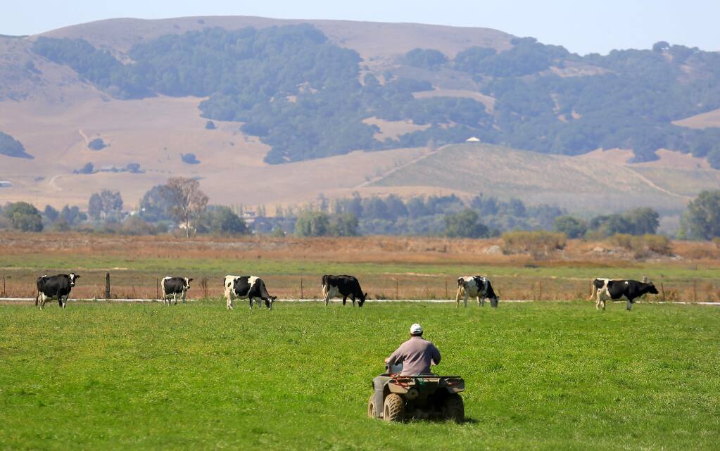 The surrounding vegetation is brown, while the Mulas pastures are green, irrigated by recycled waste water, Monday Sept. 8, 2014 (Kent Porter / Press Democrat) 2014
