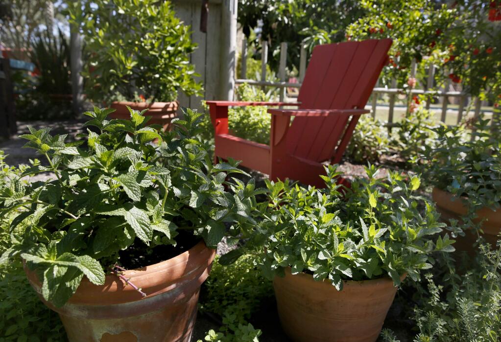 Pots of mint surround a chair sitting in the shade of a pomegranate tree in the garden of Helene Morneau of Exteriors Landscape Architecture on Wednesday, June 24, 2015 in Santa Rosa, California . (BETH SCHLANKER/ The Press Democrat)