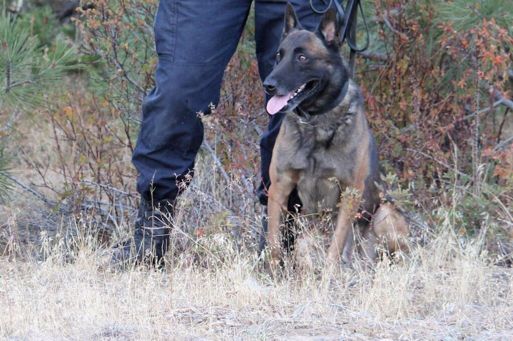 Santa Rosa police dog Hoss helped find a burglary suspect in Santa Rosa on Thursday, Jan. 21, 2015. (SANTA ROSA POLICE DEPARTMENT)