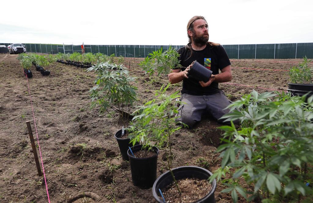 Petaluma Hill Farms co-owner David Drips plants cannabis at his new farm, near Petaluma on Friday, March 30, 2018. (Christopher Chung/ The Press Democrat)
