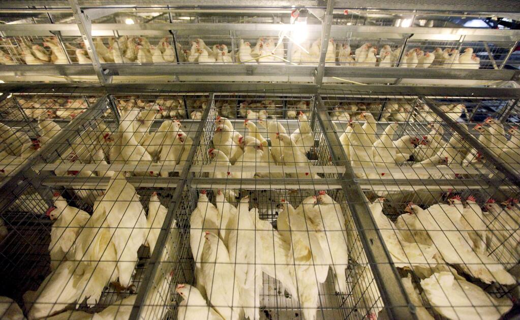 Chickens at the Hi-Grade Egg Farm in North Manchester, Indiana. (A.J. MAST / New York Times, 2010)