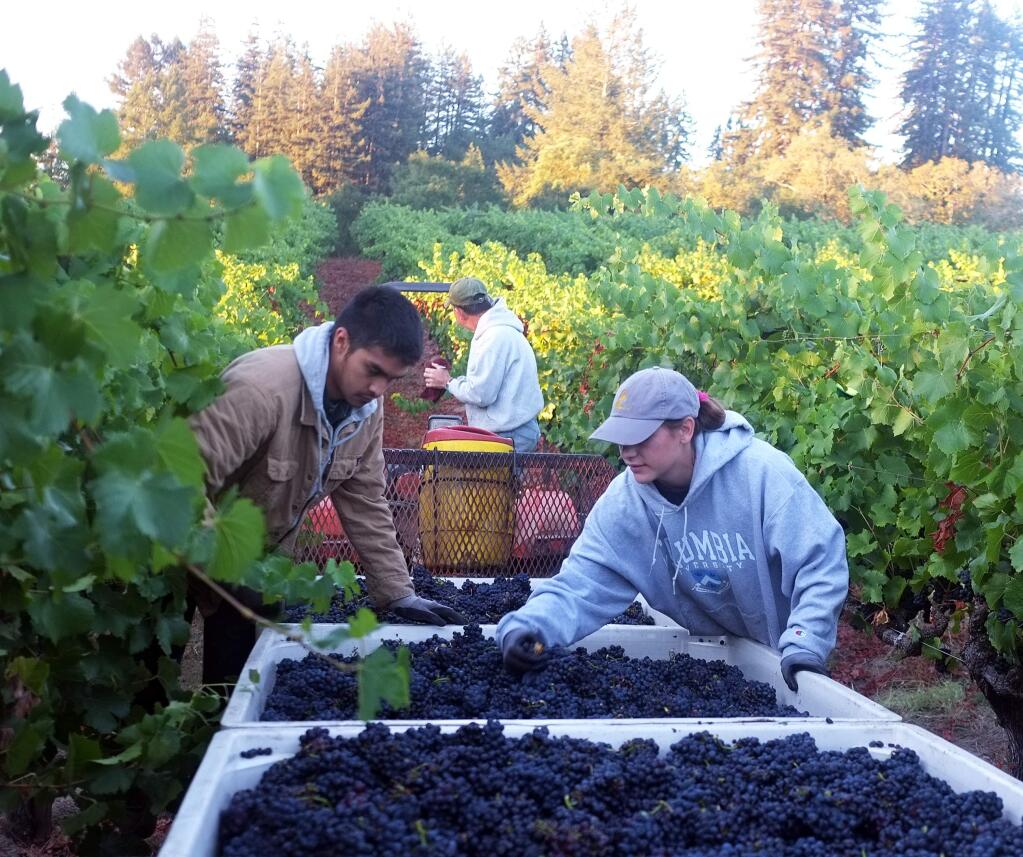 Crews pick pinot noir grapes for Iron Horse Vineyards in 2014. (IRON HORSE VINEYARDS)