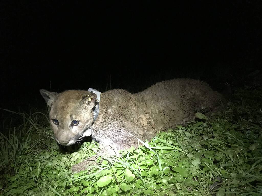 This juvenile mountain lion was fitted with an electronic collar last week, but was killed Saturday by a rancher.Audubon Canyon ranch