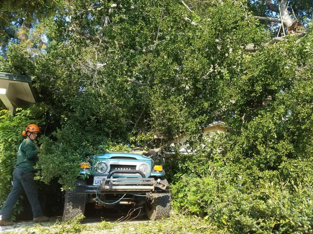A tree slammed into a vehicle outside a Santa Rosa home on Friday, Sept. 1, 2017. (KEVIN MCCALLUM/ PD)