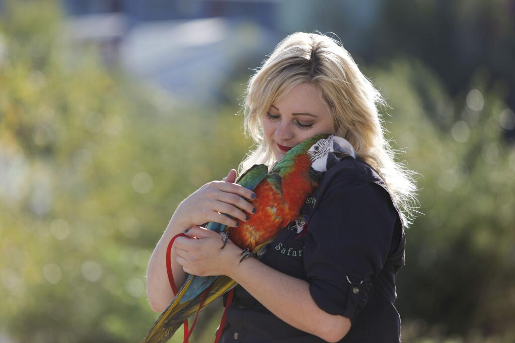 Petaluma, CA, USA. Friday, August 02, 2016._ Walter, a Harlequin macaw was donated to Classroom Safari, the nonprofit educational outreach program that brings exotic animals to classrooms or events. The Vice Chief Operating Officer and educator is Brandi Blue, who handles the animals. (CRISSY PASCUAL/ARGUS-COURIER STAFF)
