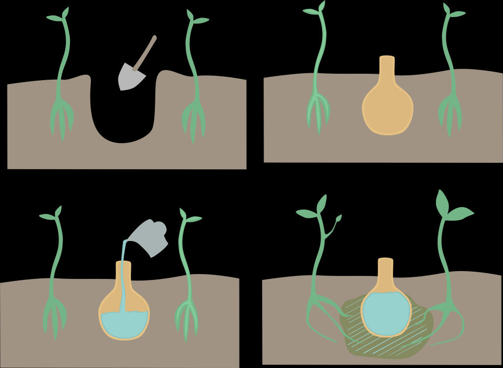 Shutterstock graphic showing how use of olla pots in garden to conserve water. Ollas are porous clay pots you bury in the ground among groups of woody plants, then fill with water. The water slowly seeps through the clay, where plant roots will find it and curl around the pot to keep in touch with the moisture. Ollas really cut down on water use.