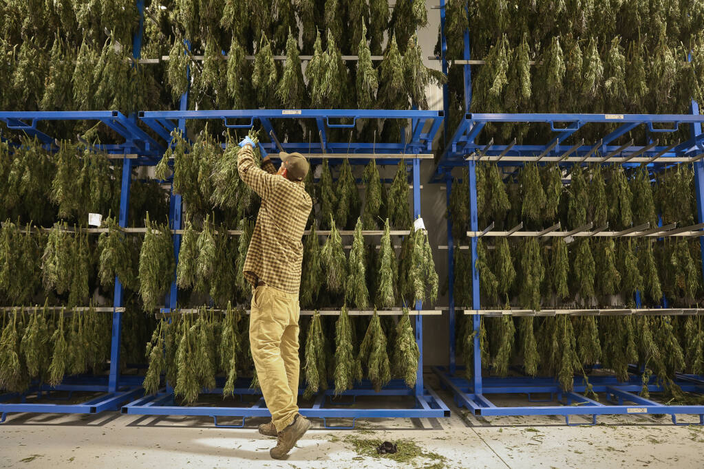 Adam Schlesinger removes cannabis from drying racks at the SPARC processing center in Glen Ellen on Wednesday, Nov. 9, 2022. (Christopher Chung/The Press Democrat)