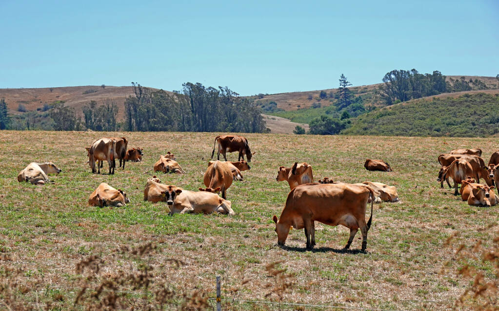 Cows graze along Bodega Highway. (Kathy Kunkle / Santa Rosa)