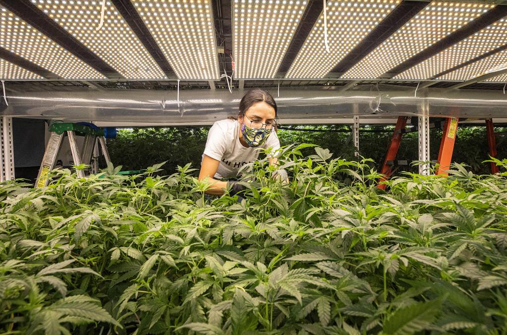 Melissa Gutierrez takes cuttings from “mother” marijuana plants for the production of clones at the Flora Terra Dispensary in Santa Rosa.  Flora Terra has a production facility on the site of their retail store. (photo by John Burgess/The Press Democrat).