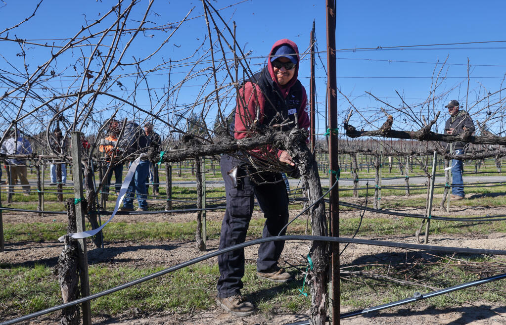 Jose Avila pulls pruned canes from a vine during the finals heat of the Richard Kunde Sonoma County Pruning Championships at Emeritus Vineyards in Sebastopol on Wednesday, Feb. 23, 2022. Avila went on to win the contest. (Christopher Chung/ The Press Democrat)