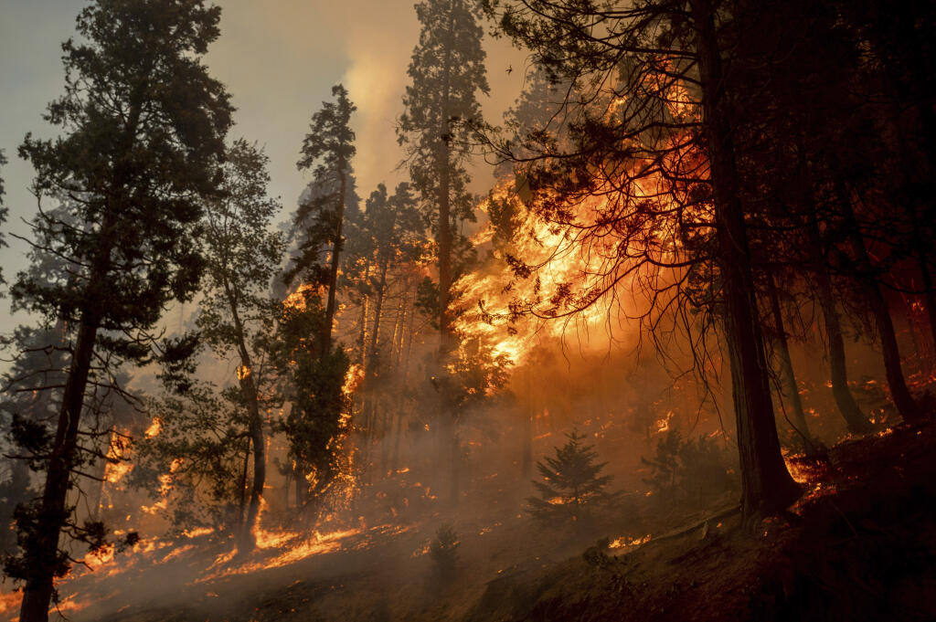 The French fire burns along Highway 155 in Sequoia National Forest, Calif., on Wednesday, Aug. 25, 2021. (AP Photo/Noah Berger)