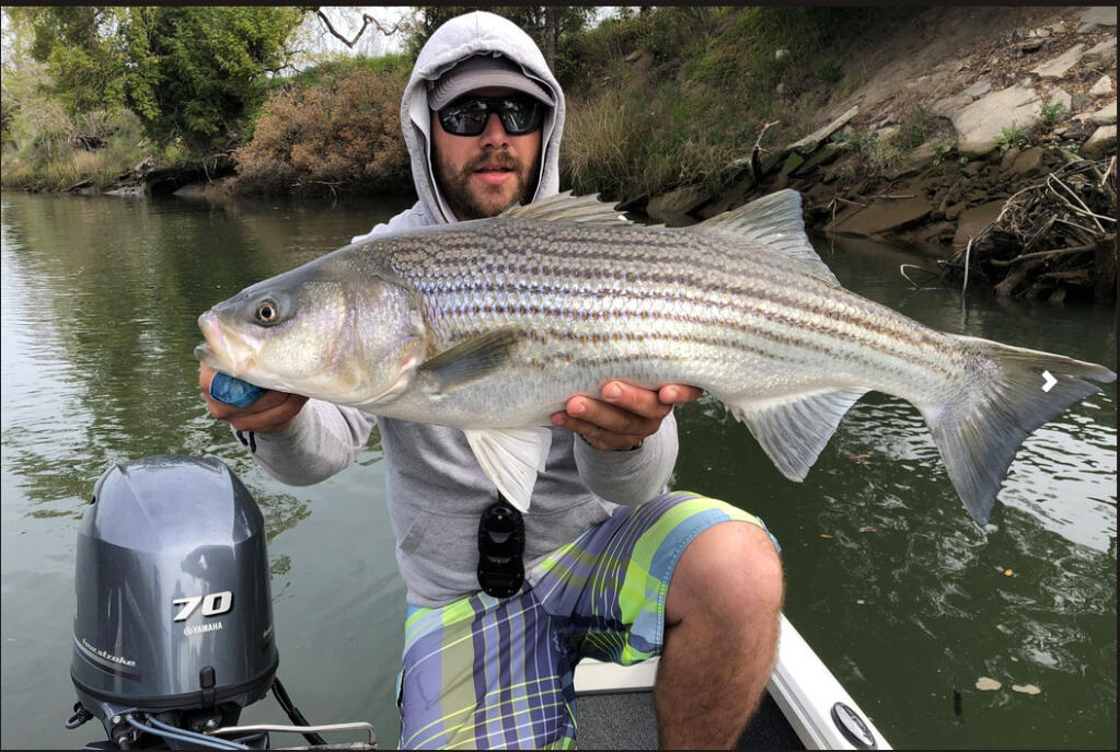 Sonoma resident and fly-fishing guide Patrick MacKenzie offers his clients full and half days on waters close to Sonoma Valley, including the Napa River, San Pablo Bay, Lake Sonoma, Lake Mendocino and Lake Berryessa.