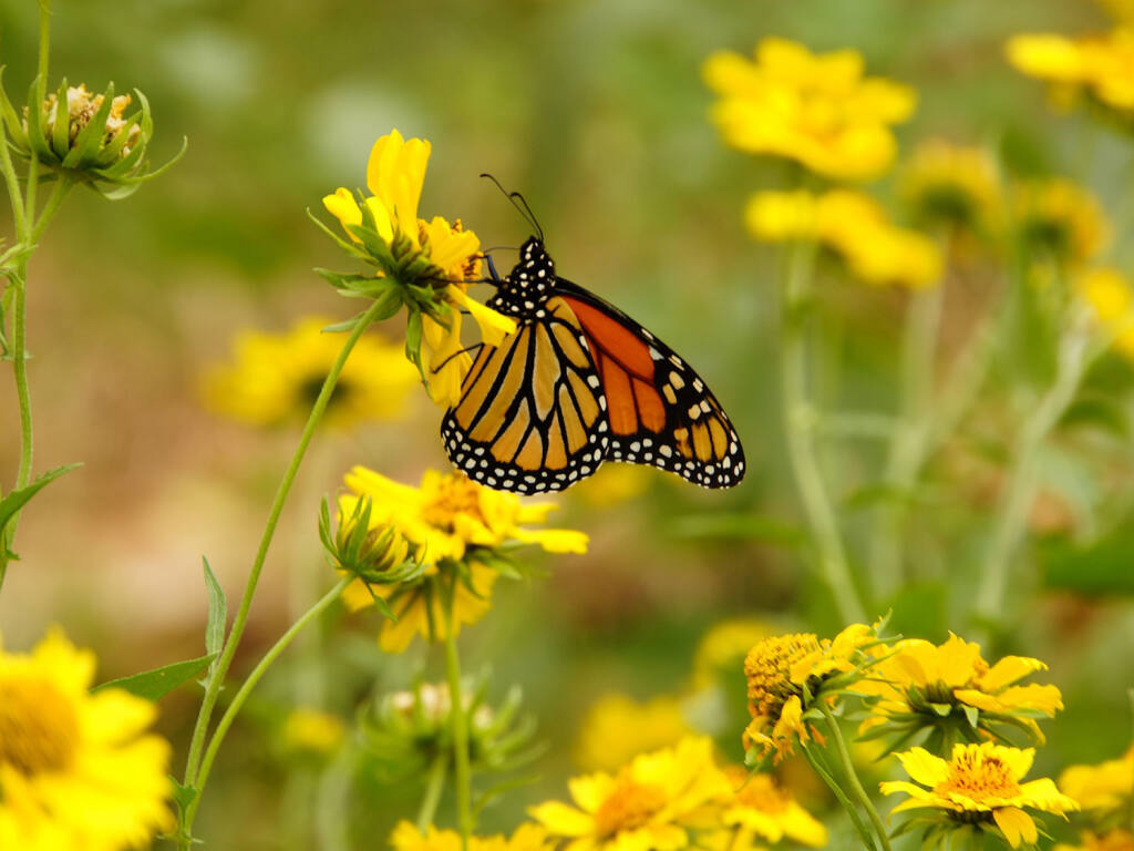 The Monarch Butterfly Habitat Garden rests through May and the wildflowers and perennials are at full bloom in mid-summer. (\ Image by naturepost from Pixabay - Pixabay License Free