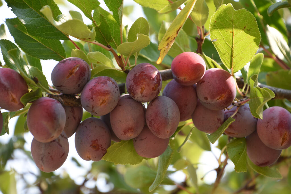 Plums in a tree at the 110-year-old orchard at Jack London State Park, awaiting a new life from gleaning by Farm to Pantry. (Karen Preuss for JLSHP)