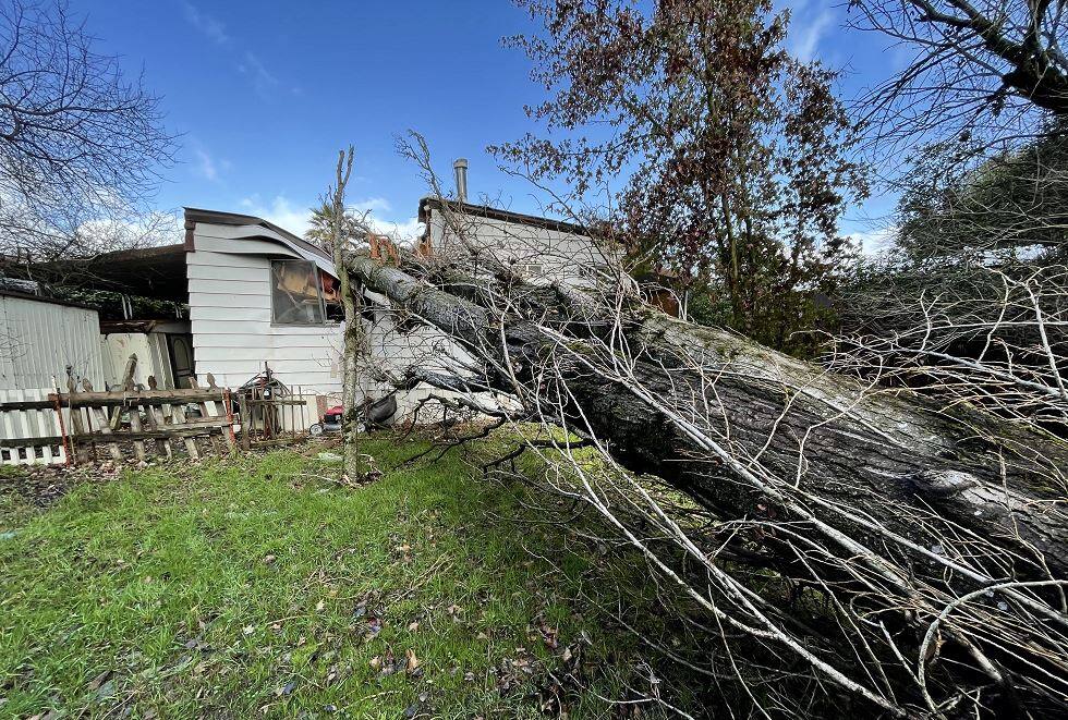 Tree through a mobile home at the Rancho Verde mobile home park in Rohnert Park on Wednesday, Jan. 27, 2021. (John Burgess / The Press Democrat)
