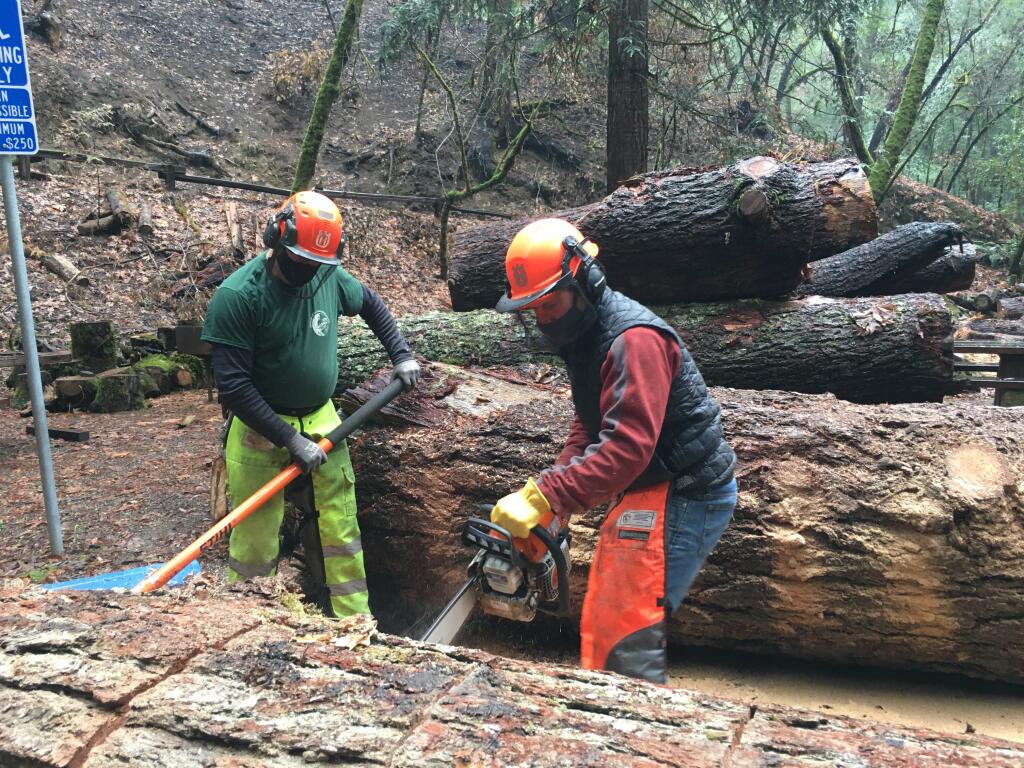 Cleanup in Armstrong Woods State Reserve (Rich Lawton photo)