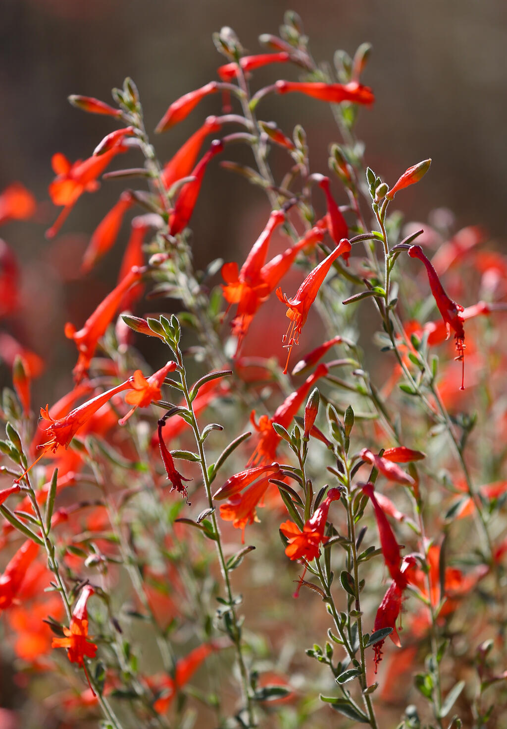 Planting with natives like this California fuchsia will help make your landscape more resilient in a climate where wildfires are common. The local Native Plant Society chapter will show how to do it in an upcoming workshop. (Christopher Chung/ The Press Democrat)