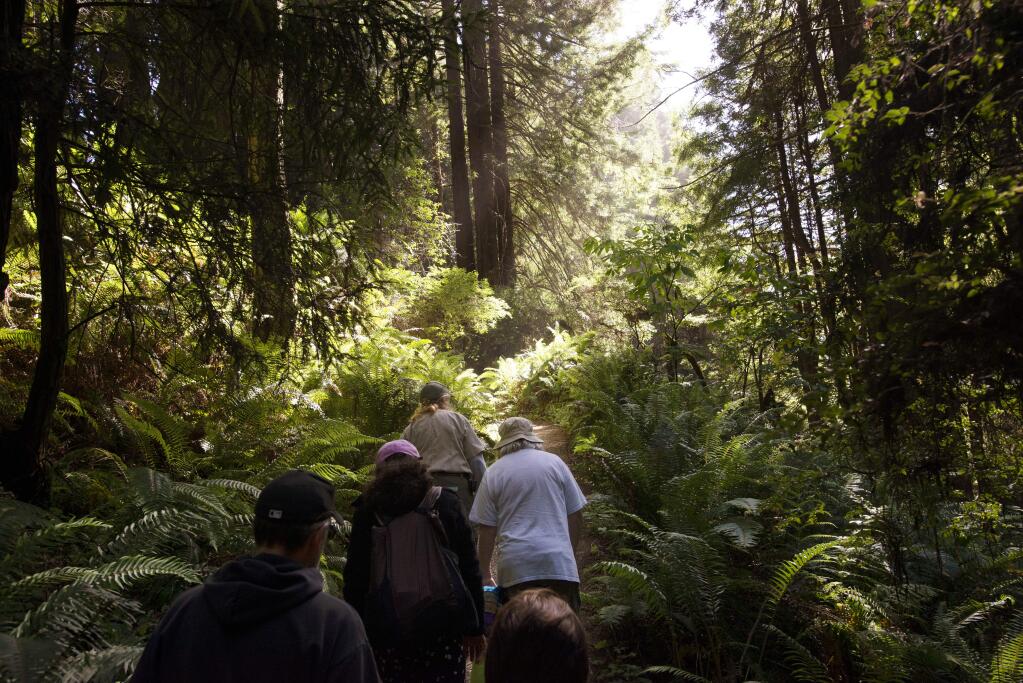 Sonoma County Regional Parks ranger Marcia Munson leads a group of 18 participants through a lush wooded trail after harvesting seaweed at Stillwater Cove Regional Park in Jenner, California. May 27, 2018. (Photo: Erik Castro/for Sonoma Magazine)