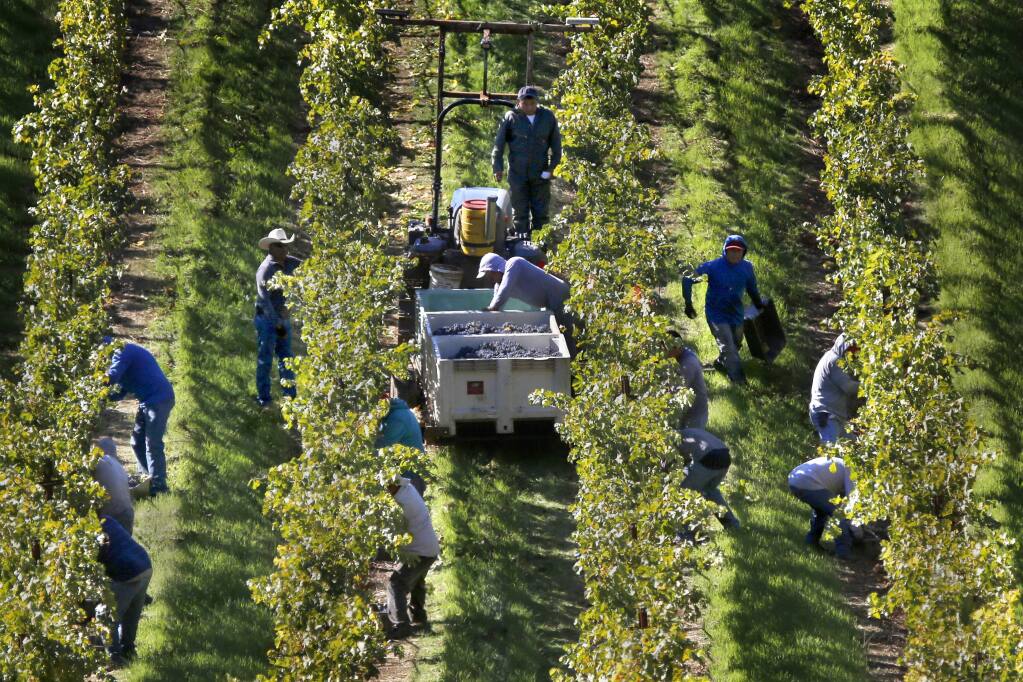 Workers harvest cabernet sauvignon grapes at a Rockpile vineyard managed by Mauritson Farms Inc., in Geyserville, California on (BETH SCHLANKER/The Press Democrat)