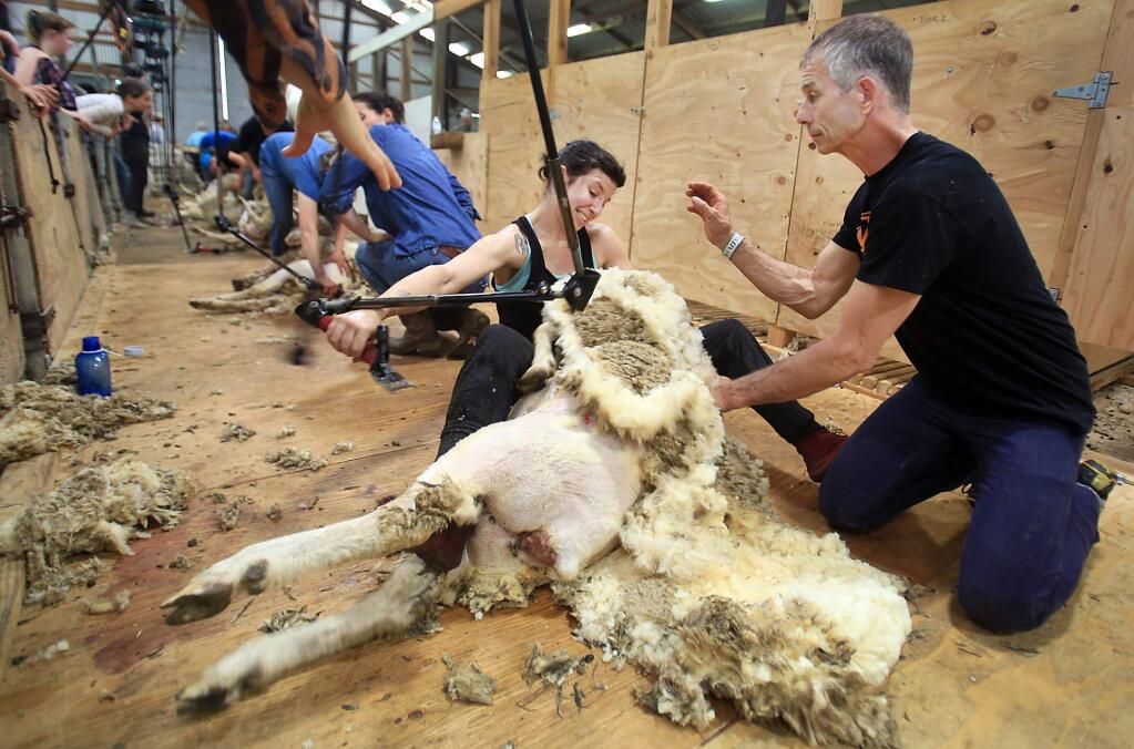 Claire, of Minnesota, who wouldn't provide her last name, is pushed over by a sheep while shearing the animals wool, Thursday May 12, 2016 at the UC Hopland Research & Extension Center in Mendocino County. At right is instructor Randy Helms. (Kent Porter / Press Democrat) 2016