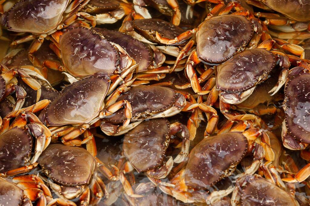 Dungeness crab float at the surface of the water inside the Karen Jeanne's cargo hold before deckhands begin unloading their catch at the Tides Wharf in Bodega Bay on Thursday, Dec. 20, 2018. (Alvin Jornada /The Press Democrat)