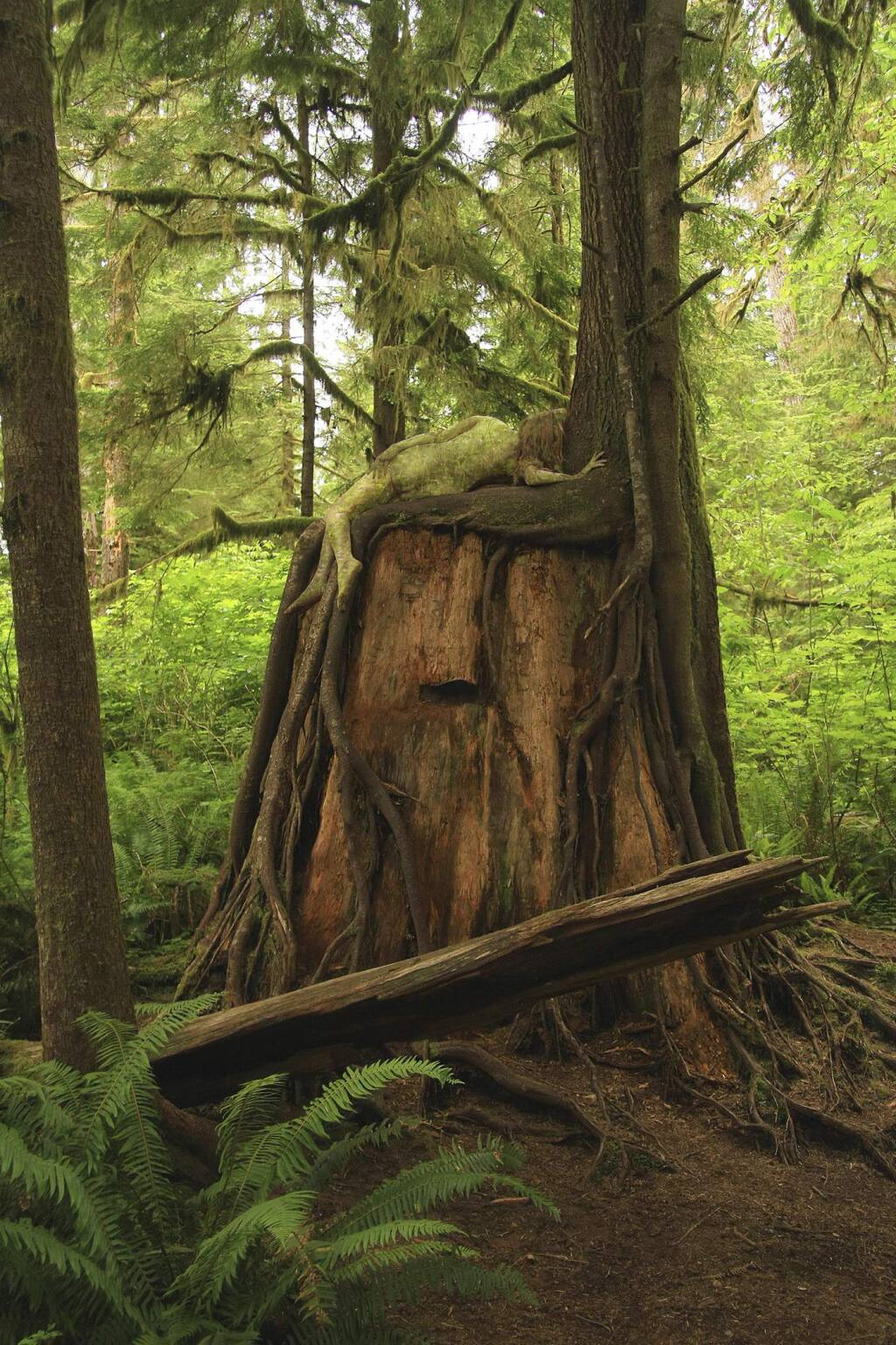 Julianne Skai Arbor“Hemlock Green Woman” features Julianne Skai Arbor on a nurse log of a western hemlock (Tsuga heterophylla) in Olympic National Park, Washington.