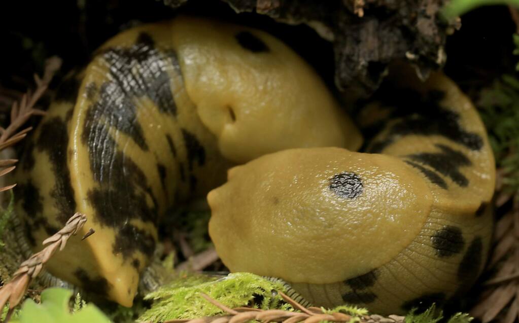 Banana slugs mate on the forest floor of a 730-acre old growth redwood tract north of Cazadero, May 9, 2018, acquired by Save the Redwoods League, which plans to open it as a public park in about three years. (Kent Porter / The Press Democrat) 2018