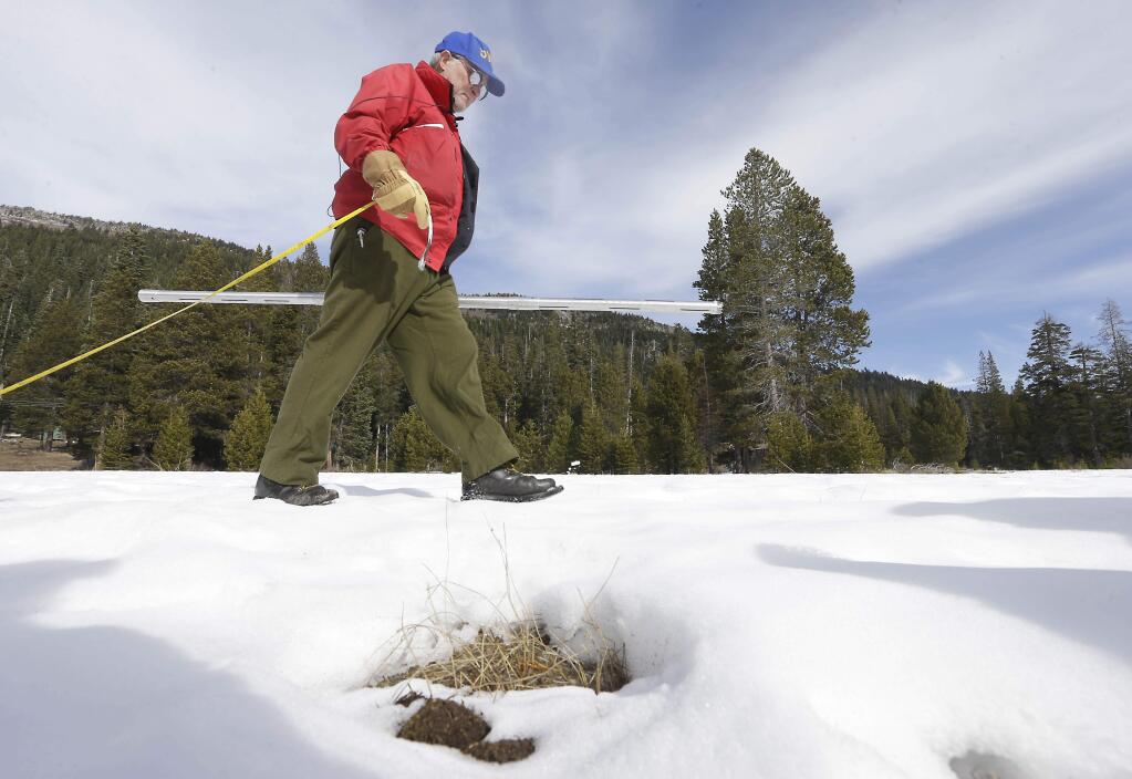 Frank Gehrke, chief of California Cooperative Snow Surveys Program for the Department of Water Resources, walks past some weeds emerging from the snow pack as he conducts the second snow survey of the season at Echo Summit, Calif., Thursday, Jan. 29, 2015. The survey showed the snow pack to to be 7.1 inches deep with a water content of 2.3 inches, which is 12 percent of normal for this site at this time of year. In a normal year this location is usually covered in several feet of snow. (AP Photo/Rich Pedroncelli)