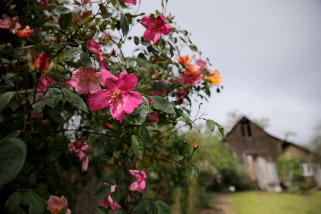 A variety rose known as 'Mutabilis' blooms at the Russian River Rose Co. in Healdsburg on Monday, April 15, 2019. (BETH SCHLANKER/ The Press Democrat)