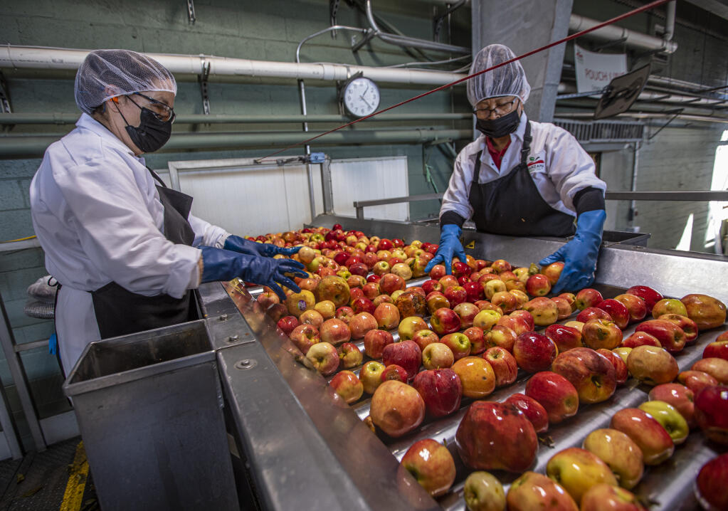 Manzana Products Co. workers sort apples on the line at the Sebastopol apple production facility October 4, 2022. (Chad Surmick / The Press Democrat)