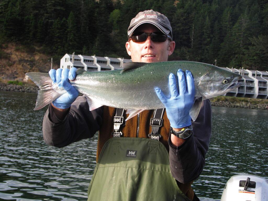 In an undated photo Steve Baksay of Grants Pass, Ore., holds a wild coho salmon caught and released in the lower Rogue River estuary at Gold Beach, Ore. Federal fisheries biologists have identified the free-wheeling marijuana industry in Northern California and southern Oregon as a key threat to the survival of coho in the region. (AP Photo/The Medford Mail Tribune,Mark Freeman )